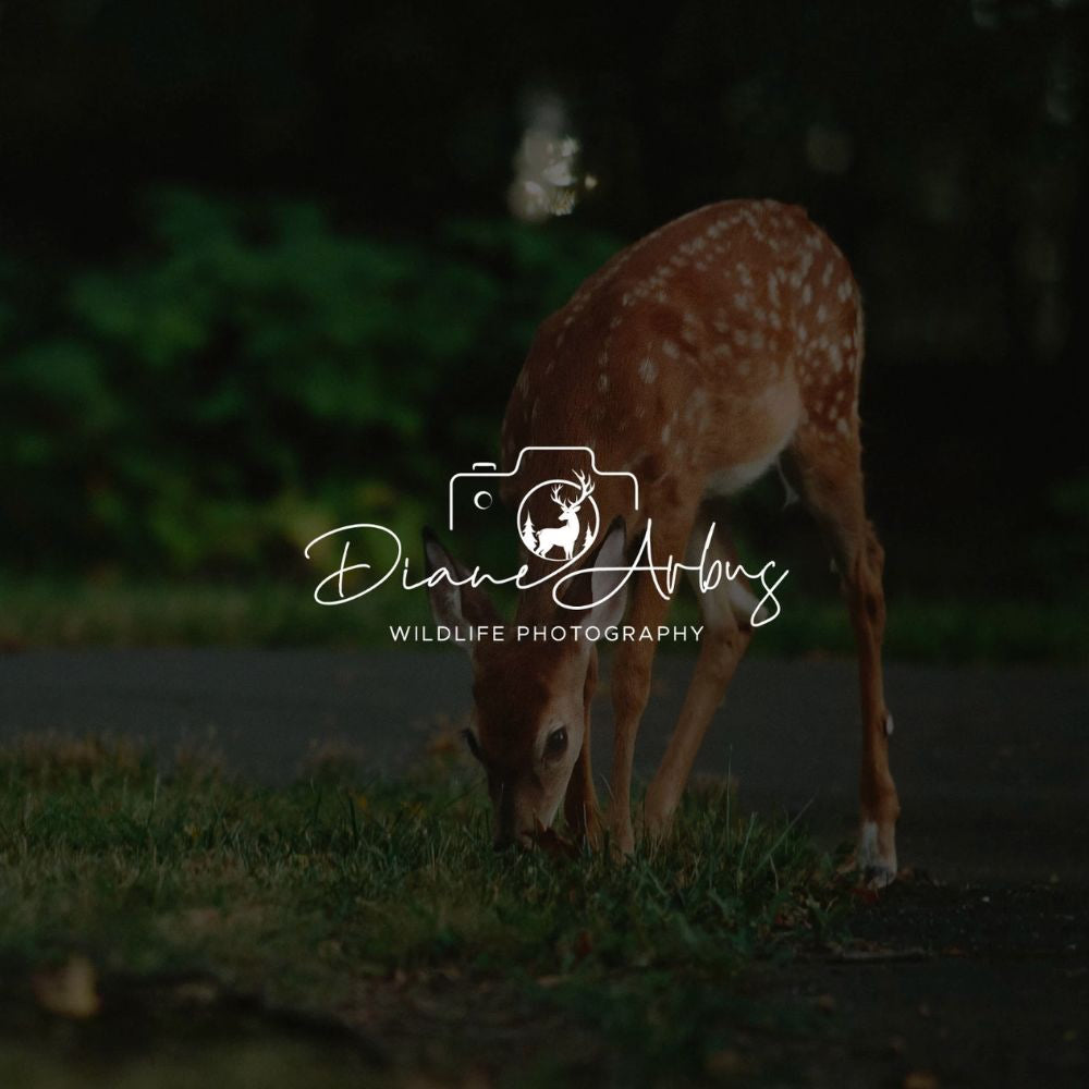 Deer grazing on grass with 'Diane Arbus Wildlife Photography' logo.